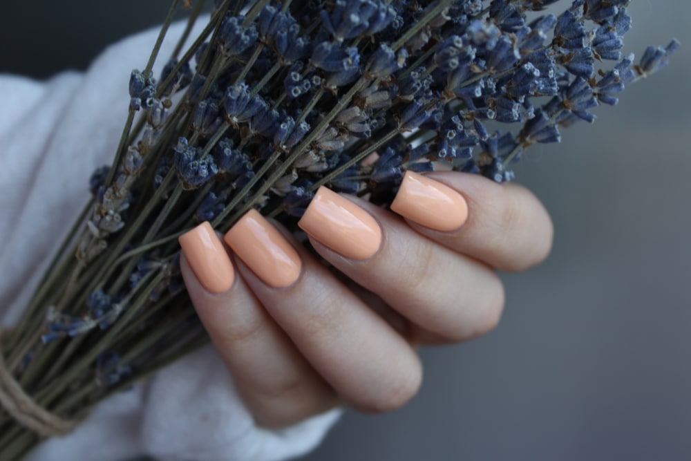 Female Hands With Peach Manicure Hold A Bouquet Of Lavender