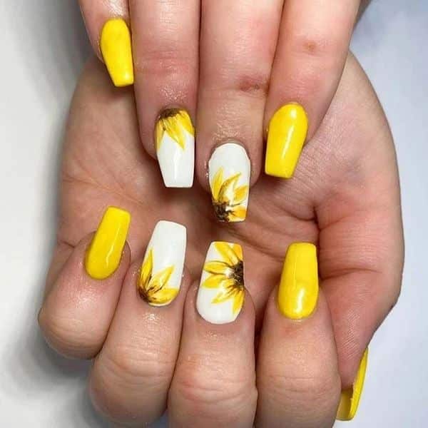 Sunflower Splendor Sunflower Splendor