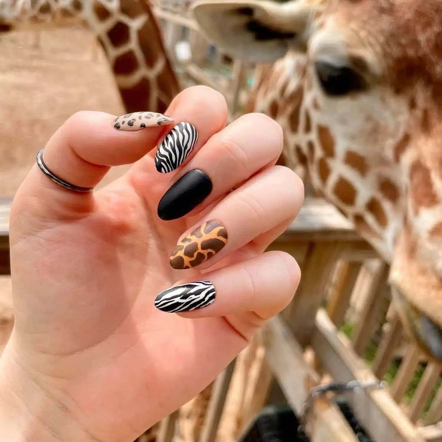 animal print acrlic nails jpg ( ) animal print acrlic nails jpg ( )